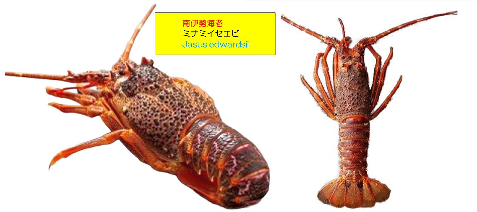 伊勢海老,イセエビ,アワビ,産地偽装,伊勢エビ,ミナミイセエビ,ロブスター,オマール海老,違い,王将鳥羽店